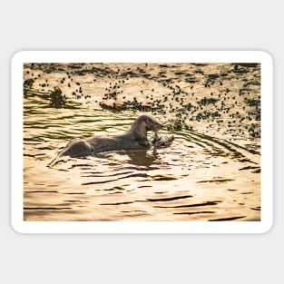 Otter in water Sticker